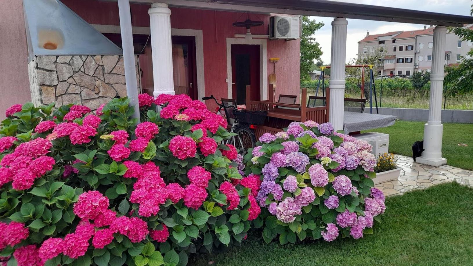Apartments Dragica Poreč Eksteriør billede